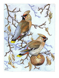 Waxwing Giclee Print by Friedhelm Weick