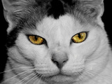 Sometimes a Deamon Photographie par  Exploding Art