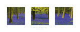 Bluebell Wood Posters by Bill Philip