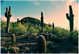 Desert Garden in Arizona Posters