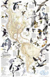 National Geographic - Bird Migration, Western Hemisphere Map Laminated Poster Prints by National Geographic