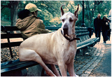 Great Dane on Central Park Bench NYC Posters