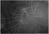 Spider Web b/w Photo