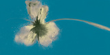 Ethereal Blue II Print by Emma Forrester