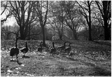 Geese in a Row Prints