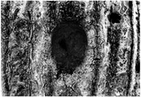 Tree Trunk Hole Photo
