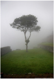 Tree in the Fog Machu Picchu Peru Posters