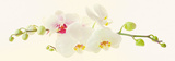 Orchidea Pôsteres por Katja Marzahn Orchidea Pôsteres por Katja Marzahn