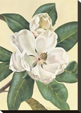 Afternoon Magnolia Stretched Canvas Print by Waltraud Fuchs von Schwarzbek