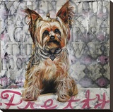 Chi Chi Stretched Canvas Print by Jared Kelley