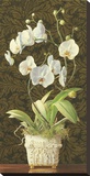 Orchid Phaleanopsis Stretched Canvas Print by Mary Kay Krell