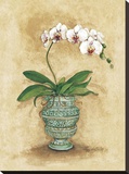 Classic Orchid II Stretched Canvas Print by Peggy Abrams