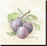 Plums Stretched Canvas Print by Peggy Abrams