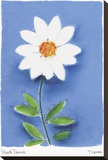 Shasta Daisy Stretched Canvas Print by Dona Turner