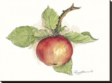 Apple Stretched Canvas Print by Peggy Abrams