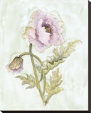 Lavender Poppy ll Stretched Canvas Print by Peggy Abrams