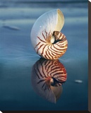 Tiger Nautilus Stretched Canvas Print by Ruth Burke