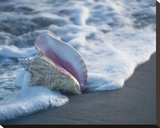 Conch In Surf Stretched Canvas Print by Ruth Burke