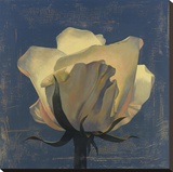 Glowing White Rose Stretched Canvas Print by Curtis Parker