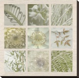 Fleur Carre Stretched Canvas Print by June Hunter