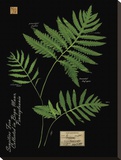 Sensitive Fern Stretched Canvas Print by Brian Foster