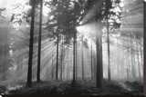 Trees In Sunlight Stretched Canvas Print by Kathy Harcom
