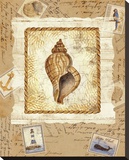 Ship To Shore Shells III Leinwand von Lisa Ven Vertloh