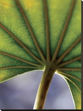 Ricepaper Plant-7 Stretched Canvas Print by June Hunter