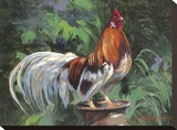 Red And White Rooster Stretched Canvas Print by Nenad Mirkovich