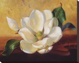 Magnolia Glow II Reproduction transférée sur toile par Fran Di Giacomo