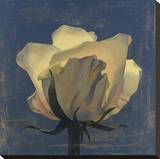 Glowing White Rose Stretched Canvas Print by Curtis Parker