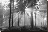 Trees In Sunlight Stretched Canvas Print by Kathy Harcom