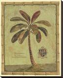 Caribbean Palm IV With Bamboo Border Stretched Canvas Print by Betty Whiteaker