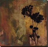 Sienna II Stretched Canvas Print by Shawn Farley Black