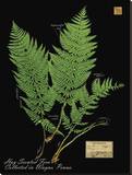 Hay Scented Fern Reproduction transférée sur toile par Brian Foster