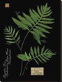 Sensitive Fern Reproduction transférée sur toile par Brian Foster