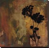 Sienna II Stretched Canvas Print by Shawn Farley Black