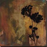 Sienna II Stretched Canvas Print by Shawn Farley Black