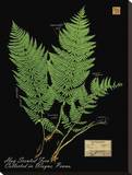 Hay Scented Fern Reproduction transférée sur toile par Brian Foster