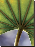 Ricepaper Plant-7 Stretched Canvas Print by June Hunter