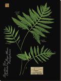 Sensitive Fern Reproduction transférée sur toile par Brian Foster