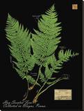 Hay Scented Fern Reproduction transférée sur toile par Brian Foster