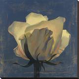 Glowing White Rose Stretched Canvas Print by Curtis Parker