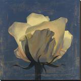 Glowing White Rose Stretched Canvas Print by Curtis Parker