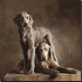 Longhaired Weimaraners (detail) Reproduction transférée sur toile par Yann Arthus-Bertrand