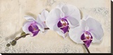 Royal Orchid Stretched Canvas Print by Elena Dolci