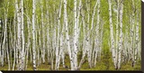 White Birch Grove with Spring Foliage, Canada (detail) Canvastaulu tekijänä Don Johnston White Birch Grove with Spring Foliage, Canada (detail) Canvastaulu tekijänä Don Johnston
