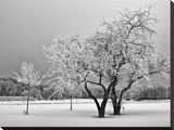 Frosty Trees Stretched Canvas Print by Keith Dotson