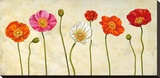 Coquelicots Stretched Canvas Print by Cynthia Ann
