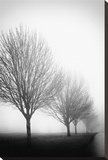 Foggy Tree Row Stretched Canvas Print by Keith Dotson